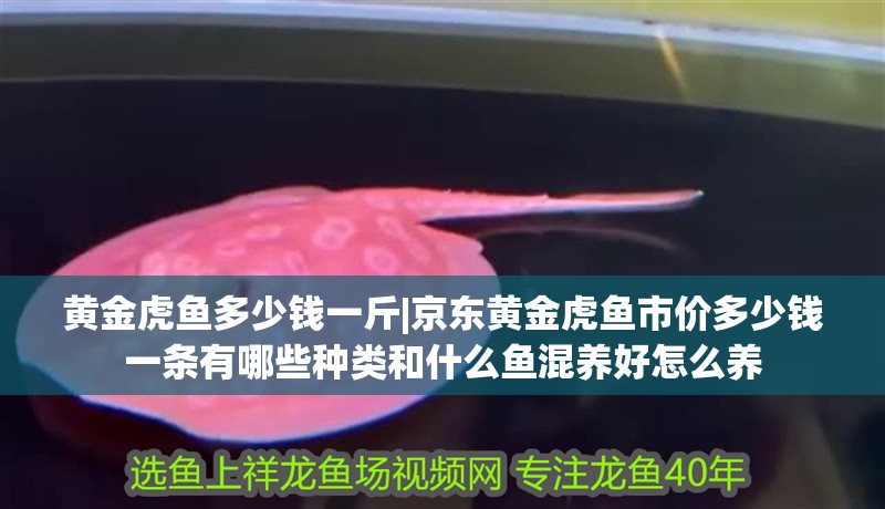 黃金虎魚多少錢一斤|京東黃金虎魚市價多少錢一條有哪些種類和什么魚混養(yǎng)好怎么養(yǎng) 黃金虎魚多少錢一斤|京東黃金虎魚市價多少錢一條有哪些種類和什么魚混養(yǎng)好怎么養(yǎng) 龍魚論壇