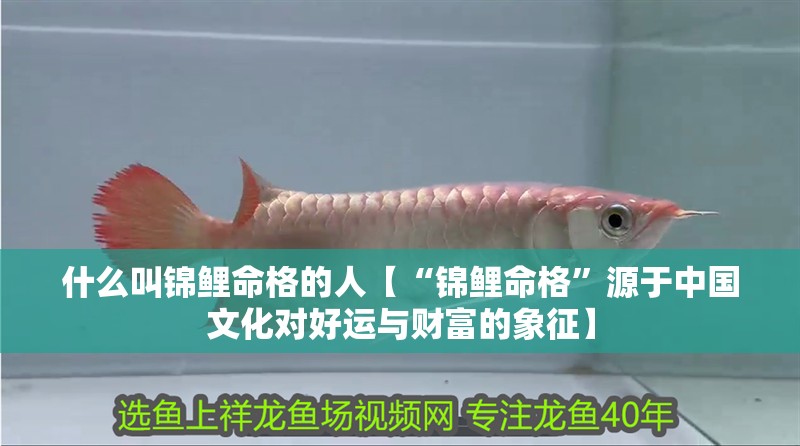 什么叫錦鯉命格的人【“錦鯉命格”源于中國文化對好運與財富的象征】