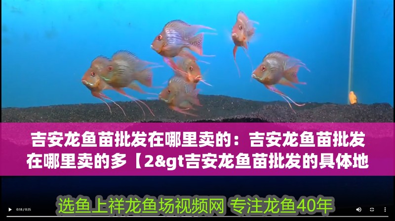 吉安龍魚苗批發在哪里賣的：吉安龍魚苗批發在哪里賣的多【2&gt吉安龍魚苗批發的具體地點有哪些】 吉安龍魚苗批發在哪里賣的：吉安龍魚苗批發在哪里賣的多【2&gt吉安龍魚苗批發的具體地點有哪些】 水族問答