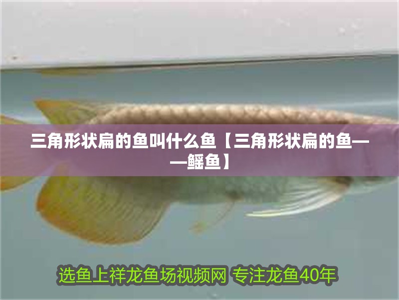 三角形狀扁的魚叫什么魚【三角形狀扁的魚——鰩魚】 龍魚論壇 三角形狀扁的魚叫什么魚【三角形狀扁的魚——鰩魚】 三角形狀扁的魚叫什么魚【三角形狀扁的魚——鰩魚】 龍魚論壇