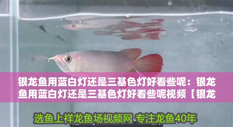 銀龍魚用藍白燈還是三基色燈好看些呢：銀龍魚用藍白燈還是三基色燈好看些呢視頻【銀龍魚燈光選擇】 銀龍魚用藍白燈還是三基色燈好看些呢：銀龍魚用藍白燈還是三基色燈好看些呢視頻【銀龍魚燈光選擇】 水族問答