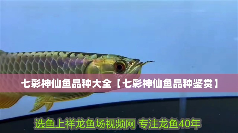 七彩神仙魚品種大全【七彩神仙魚品種鑒賞】