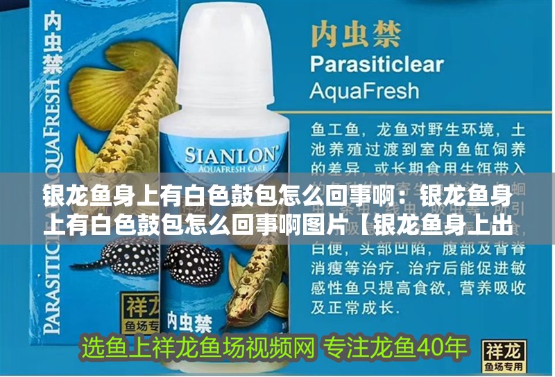 銀龍魚身上有白色鼓包怎么回事啊：銀龍魚身上有白色鼓包怎么回事啊圖片【銀龍魚身上出現(xiàn)白點病是怎么回事】 銀龍魚身上有白色鼓包怎么回事啊：銀龍魚身上有白色鼓包怎么回事啊圖片【銀龍魚身上出現(xiàn)白點病是怎么回事】 水族問答
