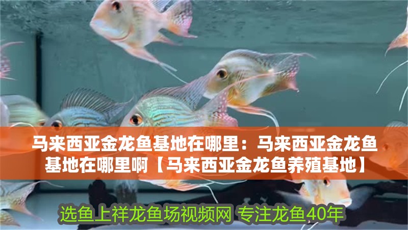 馬來西亞金龍魚基地在哪里：馬來西亞金龍魚基地在哪里啊【馬來西亞金龍魚養(yǎng)殖基地】