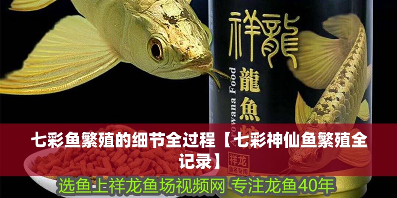 七彩魚繁殖的細節全過程【七彩神仙魚繁殖全記錄】