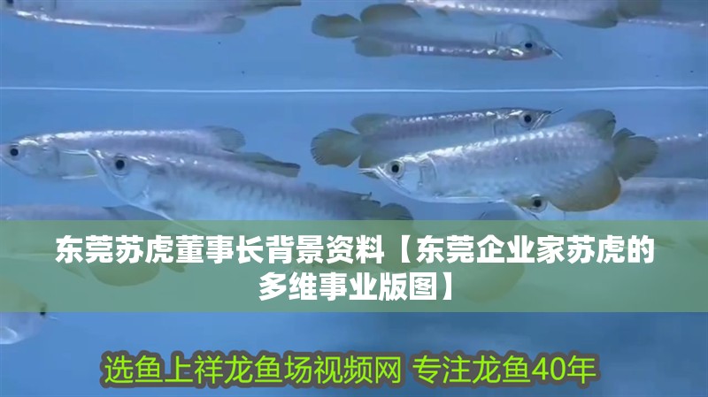 東莞蘇虎董事長背景資料【東莞企業家蘇虎的多維事業版圖】