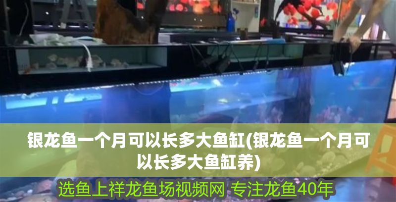 銀龍魚一個月可以長多大魚缸(銀龍魚一個月可以長多大魚缸養) 銀龍魚百科 第1張 銀龍魚一個月可以長多大魚缸(銀龍魚一個月可以長多大魚缸養) 銀龍魚一個月可以長多大魚缸(銀龍魚一個月可以長多大魚缸養) 銀龍魚百科 第1張