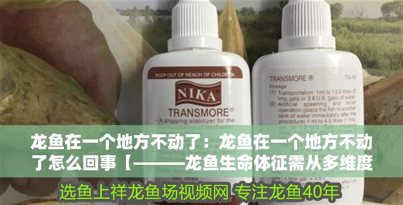 龍魚在一個地方不動了：龍魚在一個地方不動了怎么回事【———龍魚生命體征需從多維度展開】 龍魚在一個地方不動了：龍魚在一個地方不動了怎么回事【———龍魚生命體征需從多維度展開】 水族問答