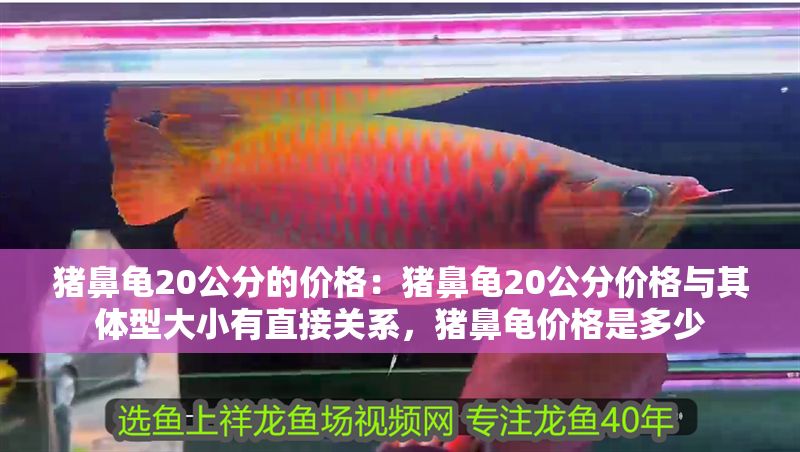 豬鼻龜20公分的價格：豬鼻龜20公分價格與其體型大小有直接關(guān)系，豬鼻龜價格是多少