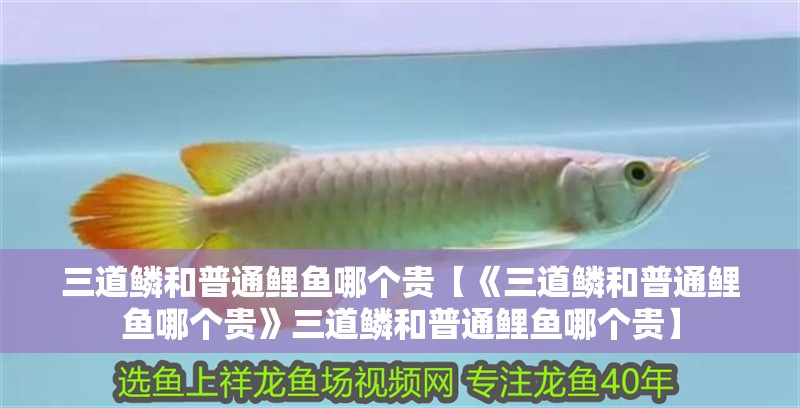 三道鱗和普通鯉魚哪個(gè)貴【《三道鱗和普通鯉魚哪個(gè)貴》三道鱗和普通鯉魚哪個(gè)貴】