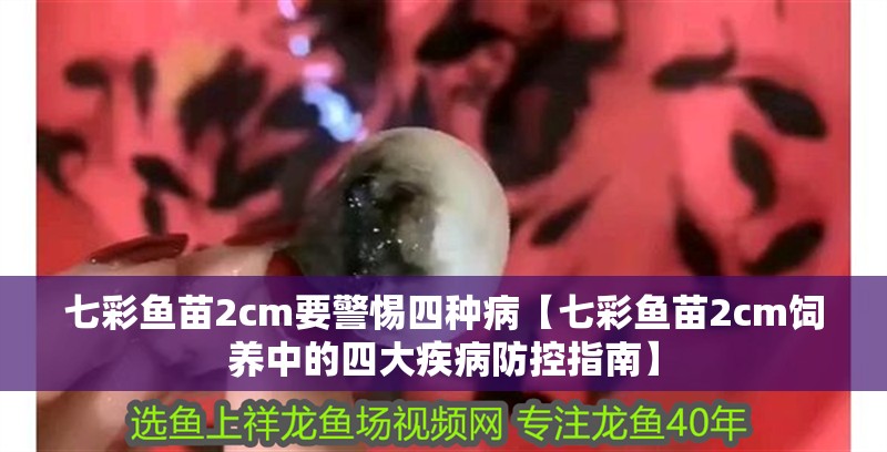 七彩魚苗2cm要警惕四種病【七彩魚苗2cm飼養中的四大疾病防控指南】 龍魚論壇 七彩魚苗2cm要警惕四種病【七彩魚苗2cm飼養中的四大疾病防控指南】 七彩魚苗2cm要警惕四種病【七彩魚苗2cm飼養中的四大疾病防控指南】 龍魚論壇