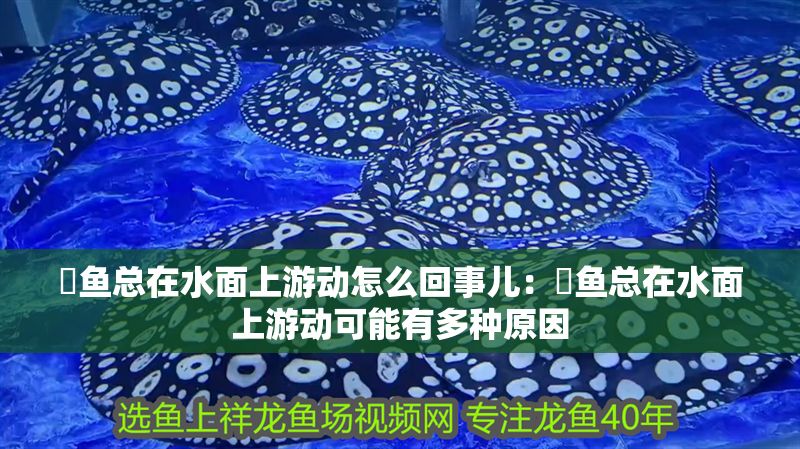 魟魚總在水面上游動怎么回事兒：魟魚總在水面上游動可能有多種原因 魟魚總在水面上游動怎么回事兒：魟魚總在水面上游動可能有多種原因 魟魚百科 第2張