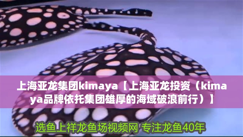 上海亞龍集團(tuán)kimaya【上海亞龍投資（kimaya品牌依托集團(tuán)雄厚的海域破浪前行）】