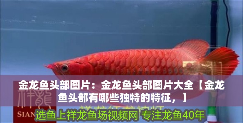 金龍魚頭部圖片:金龍魚頭部圖片大全【金龍魚頭部有哪些獨特的特征,】 水族問答 金龍魚頭部圖片:金龍魚頭部圖片大全【金龍魚頭部有哪些獨特的特征,】 金龍魚頭部圖片:金龍魚頭部圖片大全【金龍魚頭部有哪些獨特的特征,】 水族問答