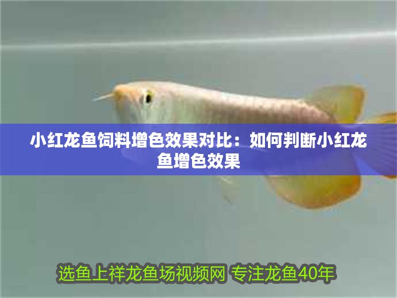 小紅龍魚飼料增色效果對比：如何判斷小紅龍魚增色效果