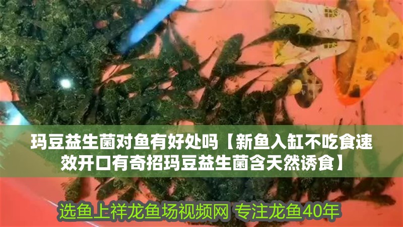 瑪豆益生菌對魚有好處嗎【新魚入缸不吃食速效開口有奇招瑪豆益生菌含天然誘食】