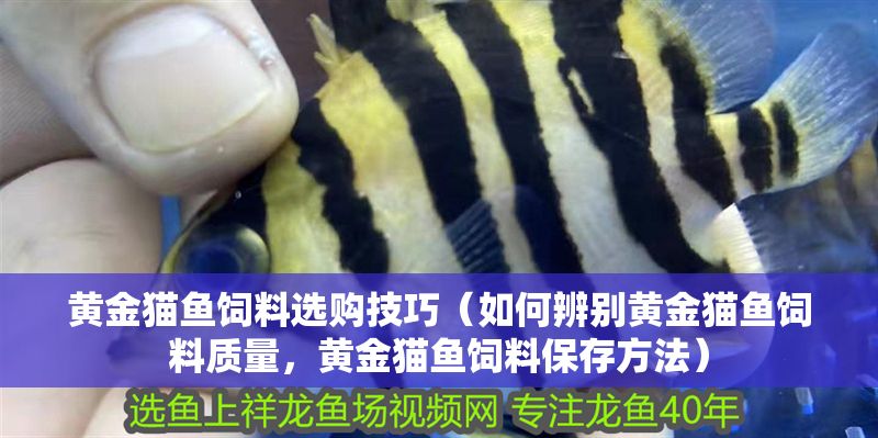黃金貓魚飼料選購技巧（如何辨別黃金貓魚飼料質量，黃金貓魚飼料保存方法）