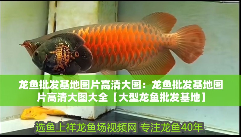 龍魚批發基地圖片高清大圖：龍魚批發基地圖片高清大圖大全【大型龍魚批發基地】 龍魚批發基地圖片高清大圖：龍魚批發基地圖片高清大圖大全【大型龍魚批發基地】 水族問答