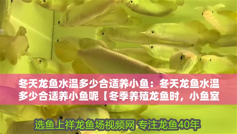 冬天龍魚水溫多少合適養(yǎng)小魚：冬天龍魚水溫多少合適養(yǎng)小魚呢【冬季養(yǎng)殖龍魚時(shí)，小魚室水溫應(yīng)保持在多少度最為適宜】