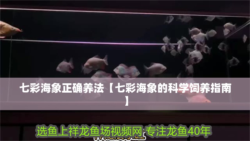七彩海象正確養(yǎng)法【七彩海象的科學(xué)飼養(yǎng)指南】