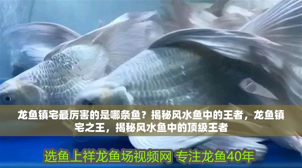 龍魚鎮宅最厲害的是哪條魚？揭秘風水魚中的王者，龍魚鎮宅之王，揭秘風水魚中的頂級王者