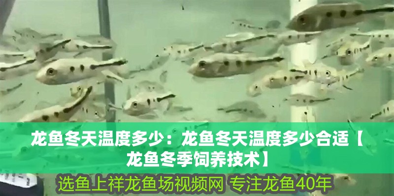 龍魚冬天溫度多少：龍魚冬天溫度多少合適【龍魚冬季飼養技術】