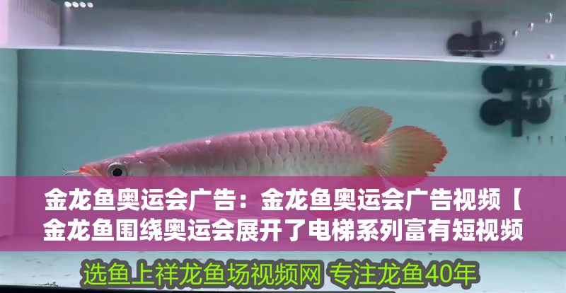 金龍魚(yú)奧運(yùn)會(huì)廣告：金龍魚(yú)奧運(yùn)會(huì)廣告視頻【金龍魚(yú)圍繞奧運(yùn)會(huì)展開(kāi)了電梯系列富有短視頻平臺(tái)營(yíng)銷】 金龍魚(yú)奧運(yùn)會(huì)廣告：金龍魚(yú)奧運(yùn)會(huì)廣告視頻【金龍魚(yú)圍繞奧運(yùn)會(huì)展開(kāi)了電梯系列富有短視頻平臺(tái)營(yíng)銷】 水族問(wèn)答