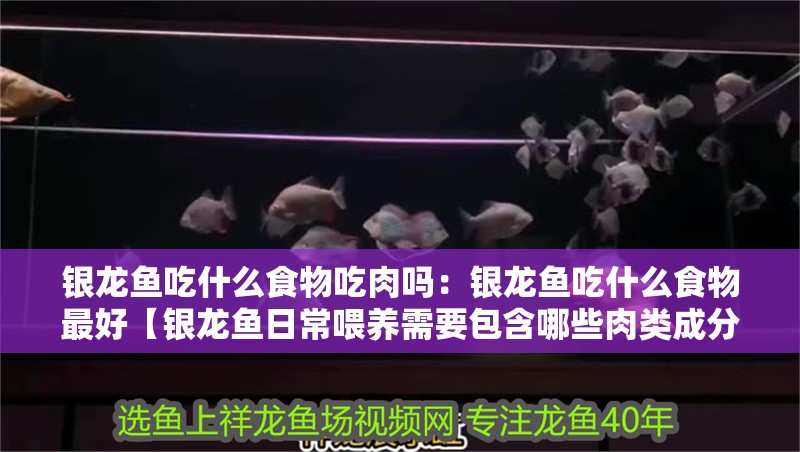 銀龍魚吃什么食物吃肉嗎：銀龍魚吃什么食物最好【銀龍魚日常喂養需要包含哪些肉類成分】 銀龍魚吃什么食物吃肉嗎：銀龍魚吃什么食物最好【銀龍魚日常喂養需要包含哪些肉類成分】 水族問答