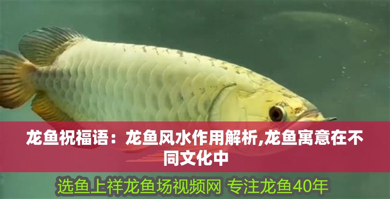 龍魚祝福語：龍魚風水作用解析,龍魚寓意在不同文化中 龍魚祝福語：龍魚風水作用解析,龍魚寓意在不同文化中 龍魚百科