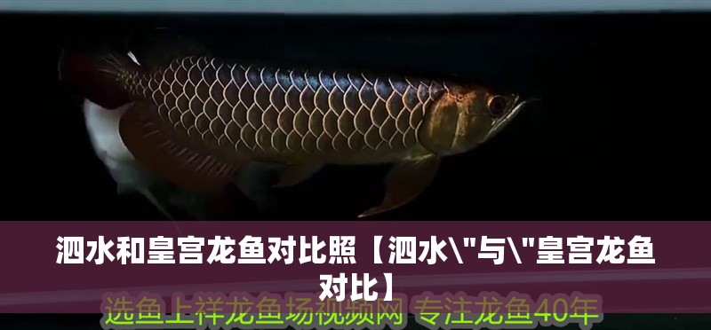 泗水和皇宮龍魚對(duì)比照【泗水 泗水和皇宮龍魚對(duì)比照【泗水\