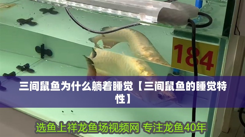 三間鼠魚為什么躺著睡覺【三間鼠魚的睡覺特性】 三間鼠魚為什么躺著睡覺【三間鼠魚的睡覺特性】 龍魚論壇