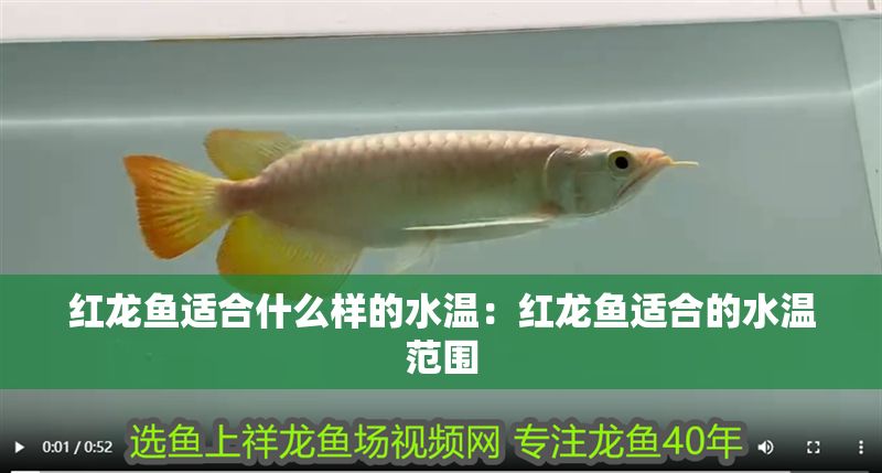 紅龍魚適合什么樣的水溫：紅龍魚適合的水溫范圍