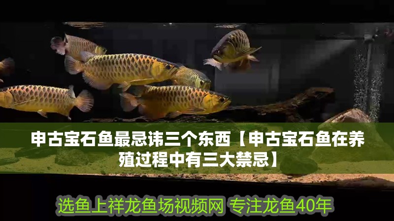 申古寶石魚最忌諱三個東西【申古寶石魚在養殖過程中有三大禁忌】 龍魚論壇 申古寶石魚最忌諱三個東西【申古寶石魚在養殖過程中有三大禁忌】 申古寶石魚最忌諱三個東西【申古寶石魚在養殖過程中有三大禁忌】 龍魚論壇