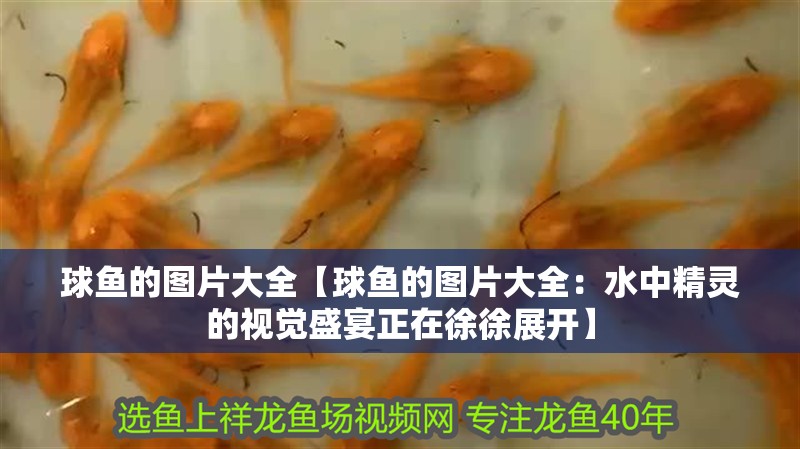 球魚的圖片大全【球魚的圖片大全：水中精靈的視覺盛宴正在徐徐展開】