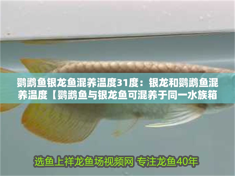 鸚鵡魚銀龍魚混養(yǎng)溫度31度：銀龍和鸚鵡魚混養(yǎng)溫度【鸚鵡魚與銀龍魚可混養(yǎng)于同一水族箱中更關(guān)鍵的區(qū)間】