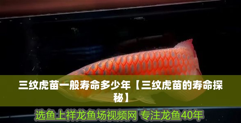 三紋虎苗一般壽命多少年【三紋虎苗的壽命探秘】 三紋虎苗一般壽命多少年【三紋虎苗的壽命探秘】 龍魚論壇