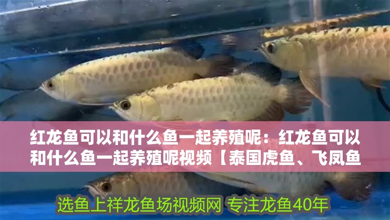 紅龍魚可以和什么魚一起養殖呢：紅龍魚可以和什么魚一起養殖呢視頻【泰國虎魚、飛鳳魚、地圖魚、地圖魚、地圖魚、地圖魚】