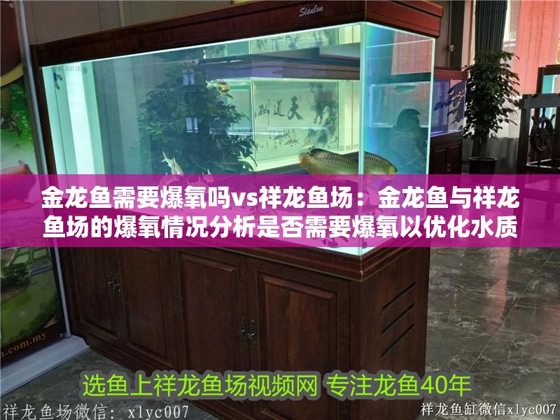 金龍魚需要爆氧嗎vs祥龍魚場：金龍魚與祥龍魚場的爆氧情況分析是否需要爆氧以優化水質