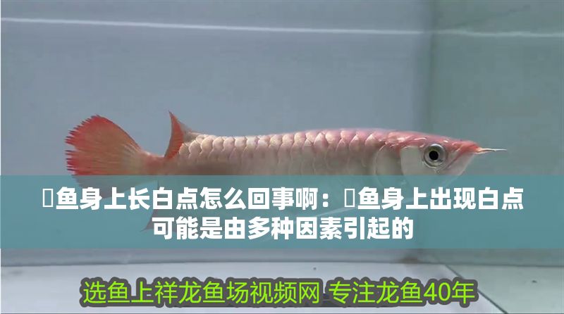 魟魚身上長白點怎么回事啊：魟魚身上出現白點可能是由多種因素引起的