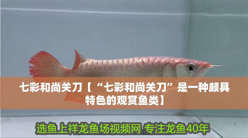 七彩和尚關刀【“七彩和尚關刀”是一種頗具特色的觀賞魚類】 龍魚論壇 七彩和尚關刀【“七彩和尚關刀”是一種頗具特色的觀賞魚類】 七彩和尚關刀【“七彩和尚關刀”是一種頗具特色的觀賞魚類】 龍魚論壇