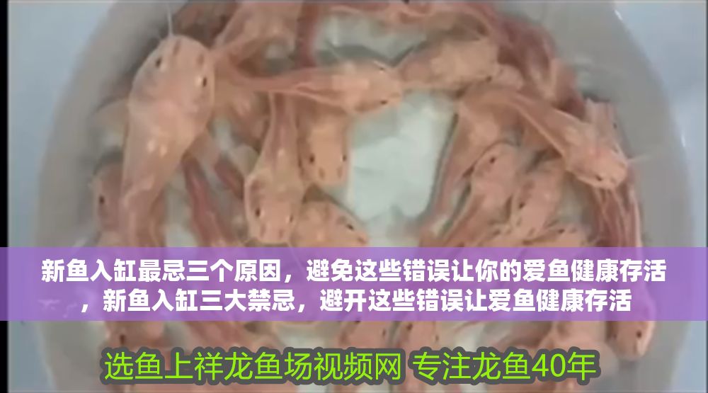 詳細閱讀:新魚入缸最忌三個原因,避免這些錯誤讓你的愛魚健康存活,新魚入缸三大禁忌,避開這些錯誤讓愛魚健康存活 新魚入缸最忌三個原因,避免這些錯誤讓你的愛魚健康存活,新魚入缸三大禁忌,避開這些錯誤讓愛魚健康存活