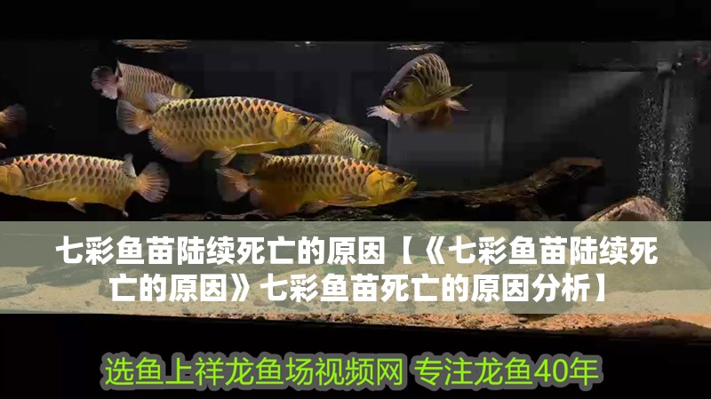 七彩魚苗陸續死亡的原因【《七彩魚苗陸續死亡的原因》七彩魚苗死亡的原因分析】