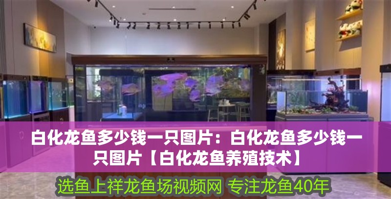 白化龍魚多少錢一只圖片：白化龍魚多少錢一只圖片【白化龍魚養殖技術】