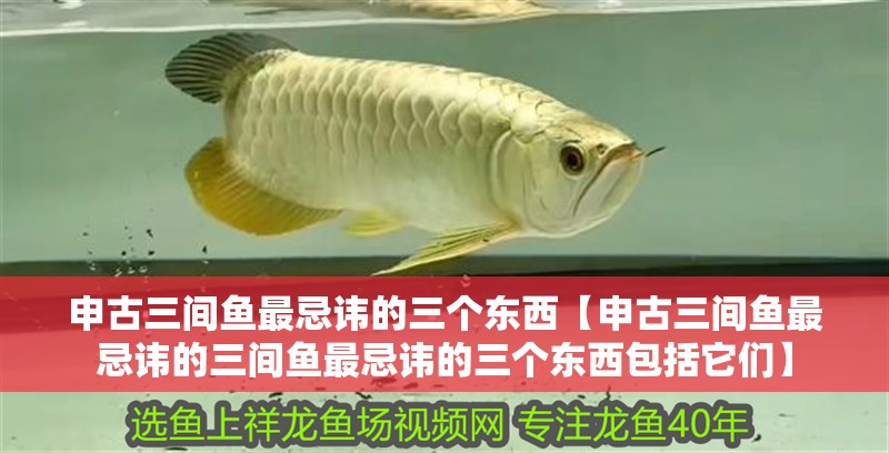 申古三間魚最忌諱的三個東西【申古三間魚最忌諱的三間魚最忌諱的三個東西包括它們】