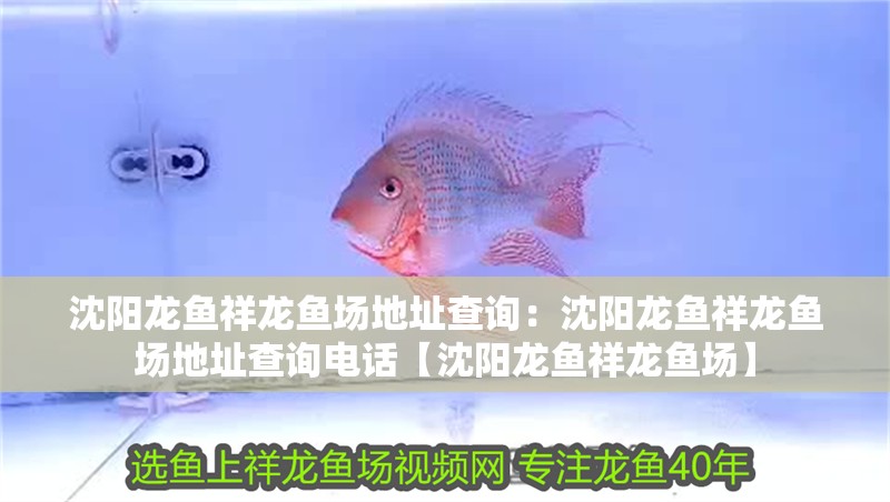 沈陽龍魚祥龍魚場地址查詢：沈陽龍魚祥龍魚場地址查詢電話【沈陽龍魚祥龍魚場】 沈陽龍魚祥龍魚場地址查詢：沈陽龍魚祥龍魚場地址查詢電話【沈陽龍魚祥龍魚場】 水族問答