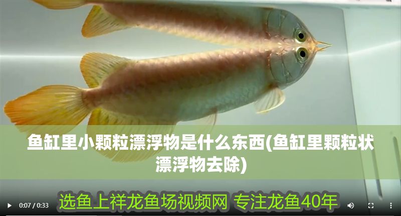 魚缸里小顆粒漂浮物是什么東西(魚缸里顆粒狀漂浮物去除)