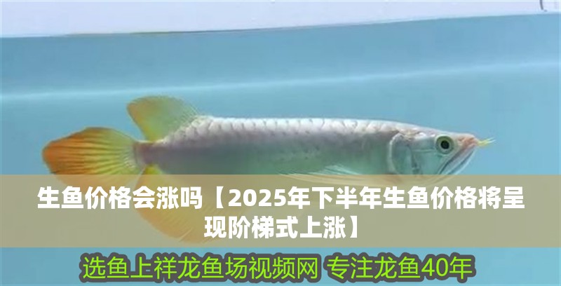 生魚價格會漲嗎【2025年下半年生魚價格將呈現(xiàn)階梯式上漲】