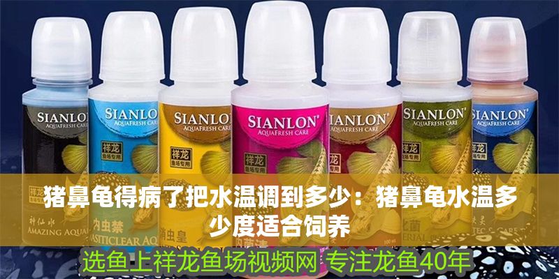 豬鼻龜得病了把水溫調到多少：豬鼻龜水溫多少度適合飼養