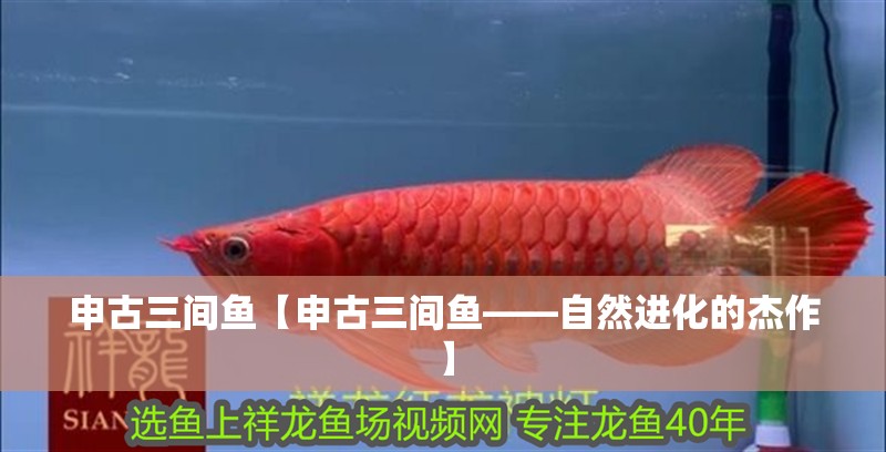 申古三間魚【申古三間魚——自然進化的杰作】