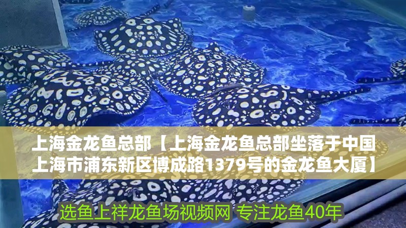 上海金龍魚(yú)總部【上海金龍魚(yú)總部坐落于中國(guó)上海市浦東新區(qū)博成路1379號(hào)的金龍魚(yú)大廈】